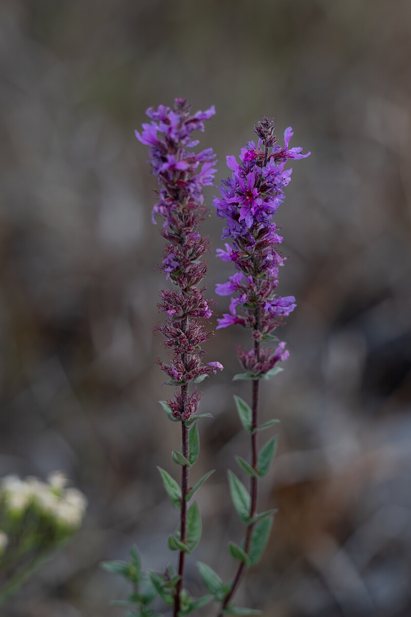 David Plant Photography - Wildlife Photography - Purple loosestrife, Lythrum salicaria - A.jpg - Purple loosestrife, Lythrum salicaria - Burnt Land Provincial Park, Ontario