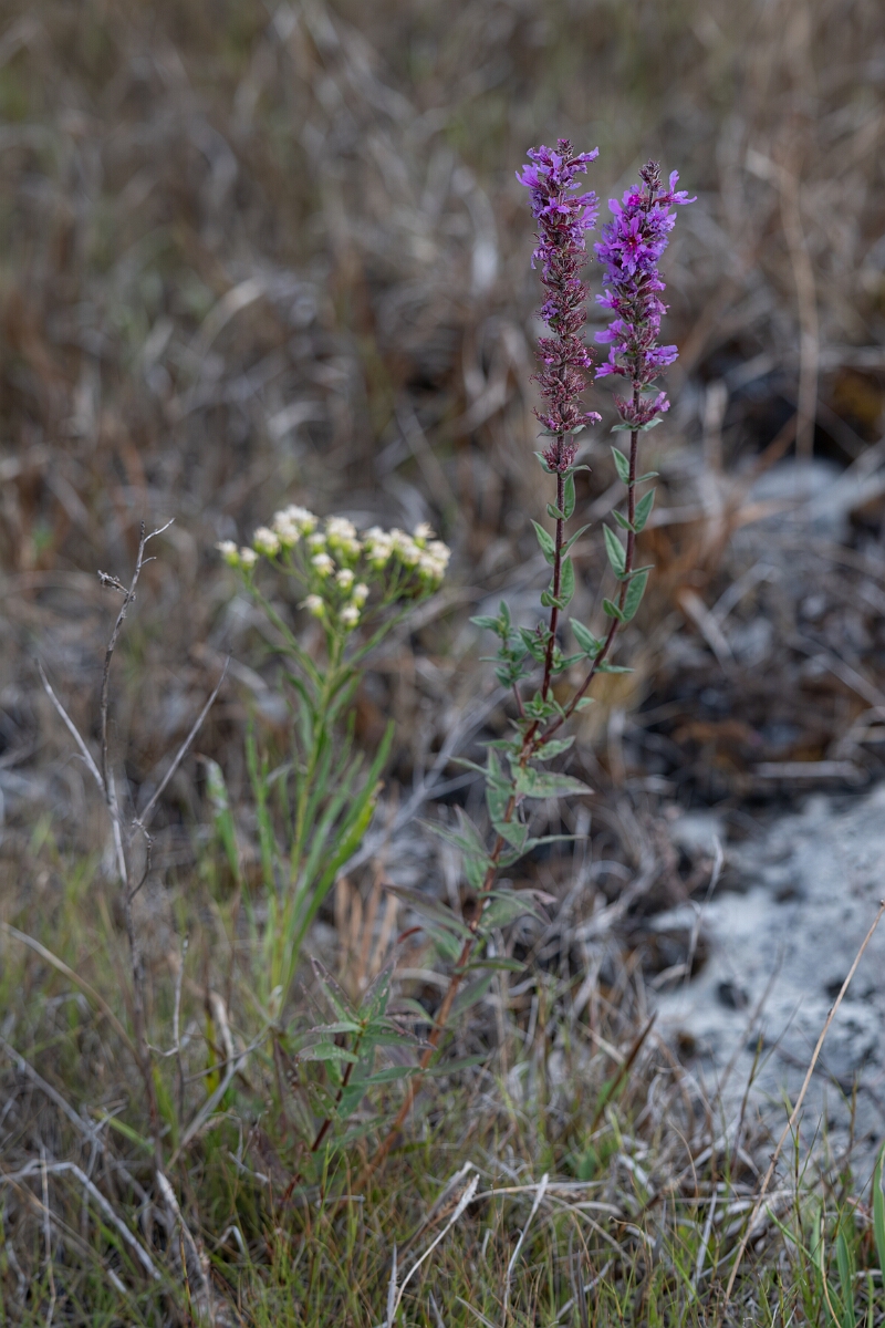 David Plant Photography - Wildlife Photography - Purple loosestrife, Lythrum salicaria - B.jpg - Purple loosestrife, Lythrum salicaria - Burnt Land Provincial Park, Ontario