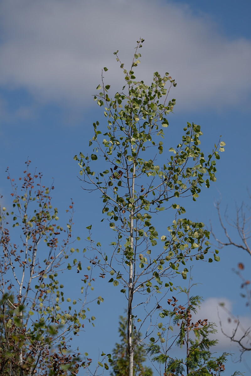 David Plant Photography - Wildlife Photography - Quaking aspen, Populus tremuloides - A.jpg - Quaking aspen, Populus tremuloides - Burnt Land Provincial Park, Ontario