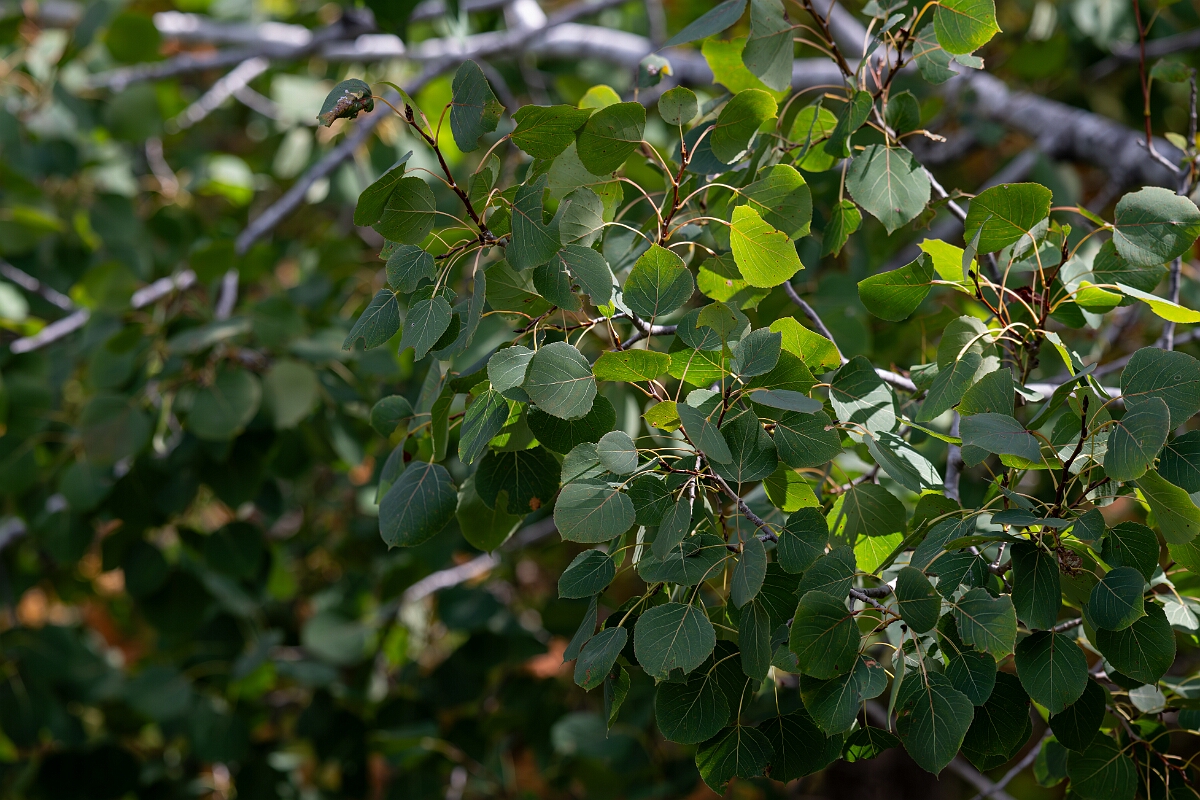 David Plant Photography - Wildlife Photography - Quaking aspen, Populus tremuloides - B.jpg - Quaking aspen, Populus tremuloides - Burnt Land Provincial Park, Ontario