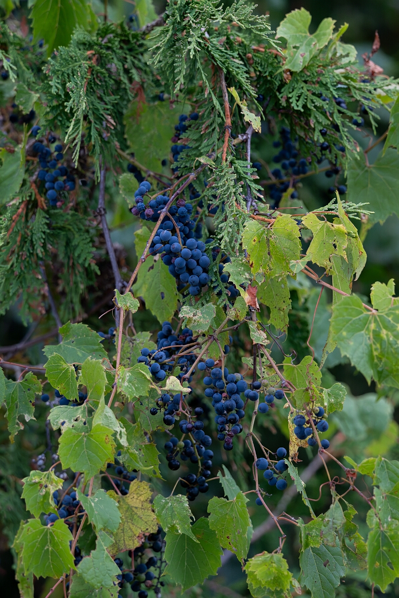 David Plant Photography - Wildlife Photography - Riverbank grape, Vitis riparia - A.jpg - Riverbank grape, Vitis riparia - Burnt Land Provincial Park, Ontario