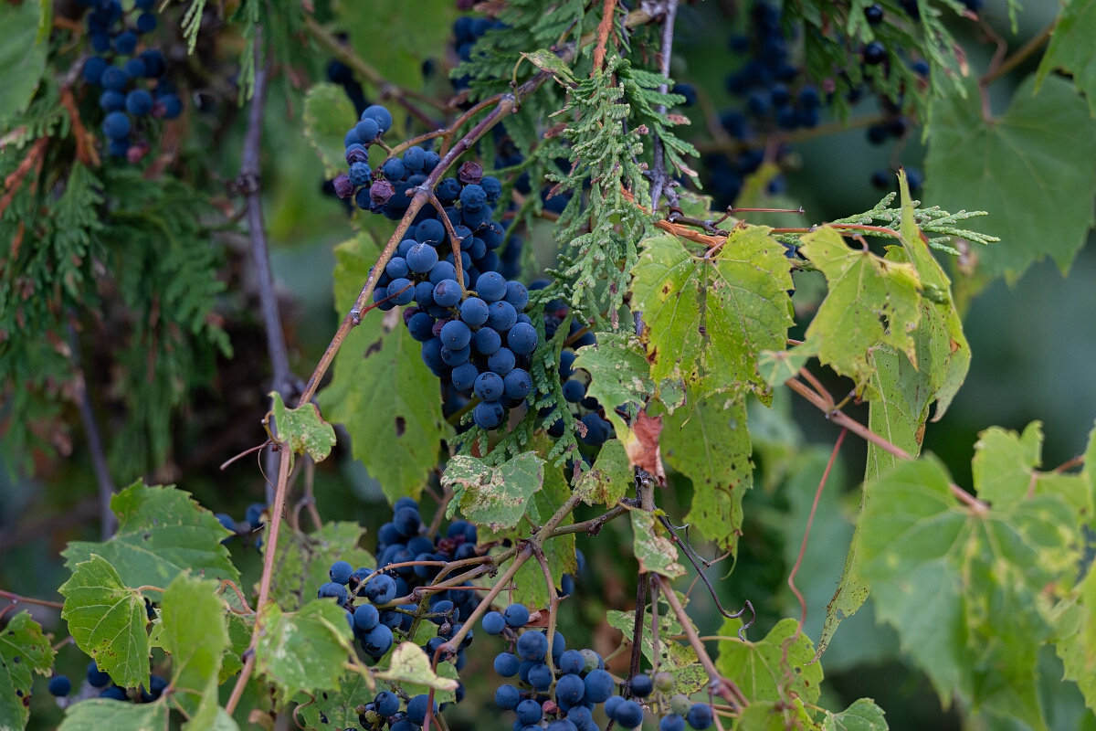 David Plant Photography - Wildlife Photography - Riverbank grape, Vitis riparia - C.jpg - Riverbank grape, Vitis riparia - Burnt Land Provincial Park, Ontario