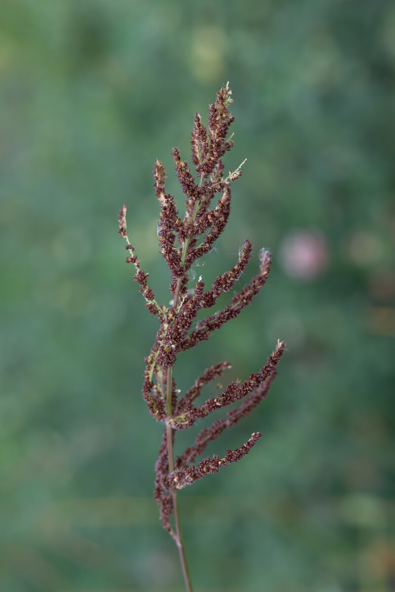 David Plant Photography - Wildlife Photography - Rough barnyard grass, Echinochloa muricata - A.jpg - Rough barnyard grass, Echinochloa muricata - Old Almonte Road, Manion Corners, Ontario