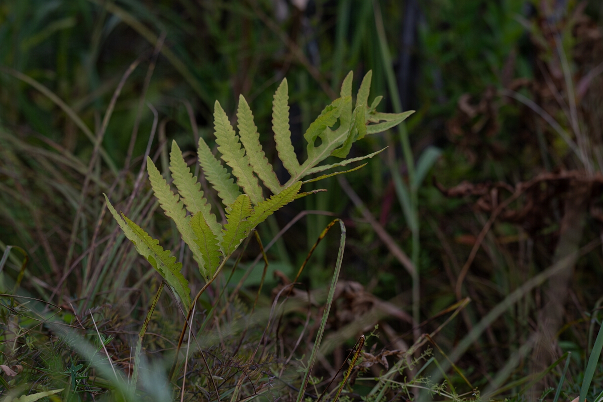 David Plant Photography - Wildlife Photography - Sensitive fern, Onoclea sensibilis - A.jpg - Sensitive fern, Onoclea sensibilis - Old Almonte Road, Manion Corners, Ontario