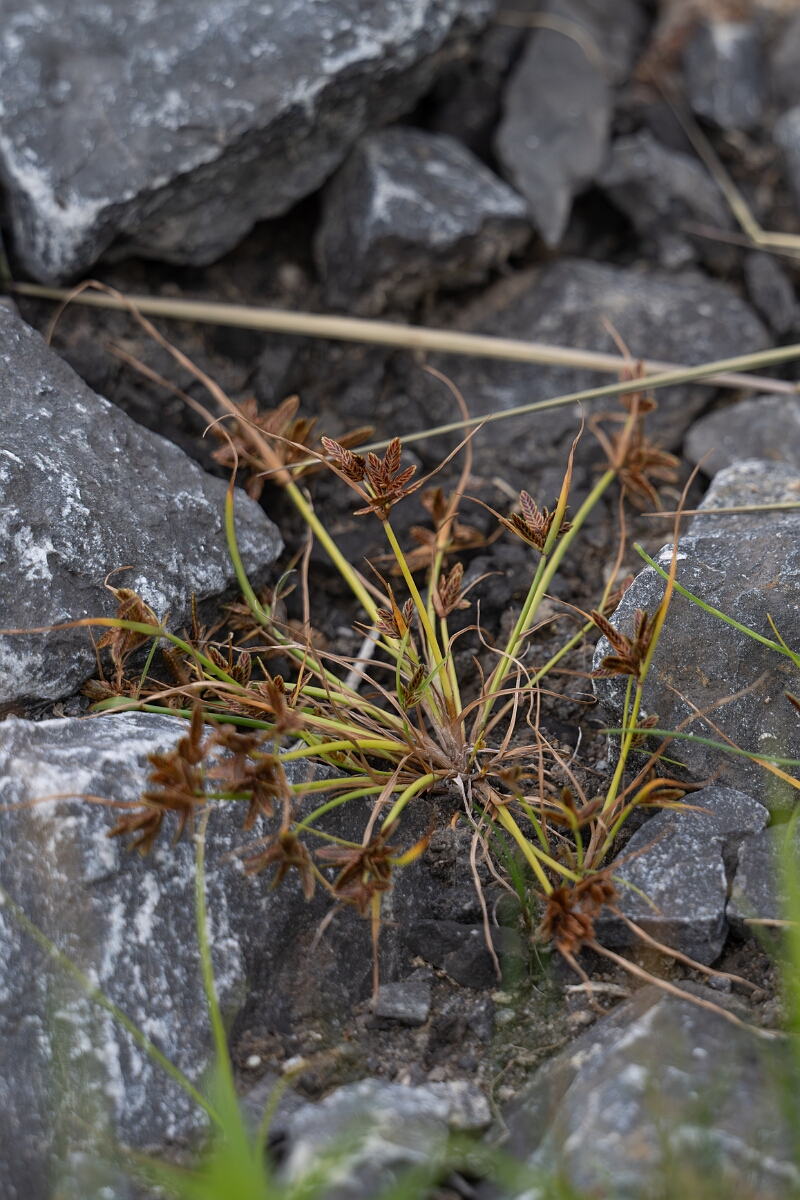 David Plant Photography - Wildlife Photography - Shining flatsedge, Cyperus bipartitus - A.jpg - Shining flatsedge, Cyperus bipartitus - Old Almonte Road, Manion Corners, Ontario