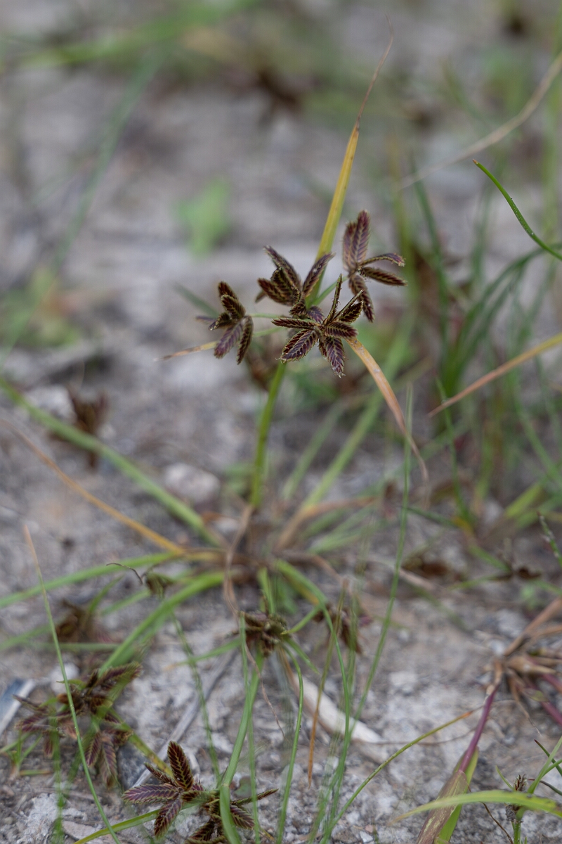 David Plant Photography - Wildlife Photography - Shining flatsedge, Cyperus bipartitus - B.jpg - Shining flatsedge, Cyperus bipartitus - Old Almonte Road, Manion Corners, Ontario
