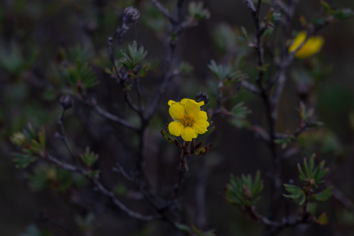 David Plant Photography - Wildlife Photography - Shrubby cinquefoil, Dasiphora fruticosa - B.jpg - Shrubby cinquefoil, Dasiphora fruticosa - Burnt Land Provincial Park, Ontario