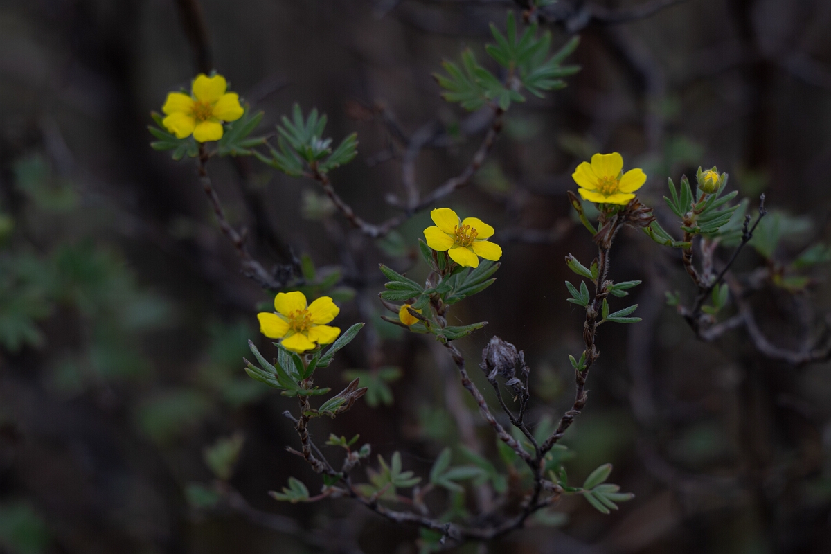 David Plant Photography - Wildlife Photography - Shrubby cinquefoil, Dasiphora fruticosa - C.jpg - Shrubby cinquefoil, Dasiphora fruticosa - Burnt Land Provincial Park, Ontario
