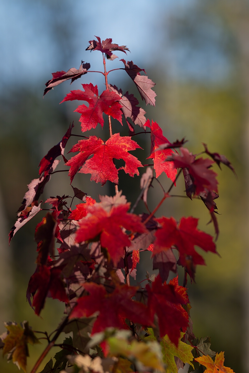 David Plant Photography - Wildlife Photography - Silver maple, Acer saccharinum - A.jpg - Silver maple, Acer saccharinum - Beaver trail, Stony Swamp, Ontario