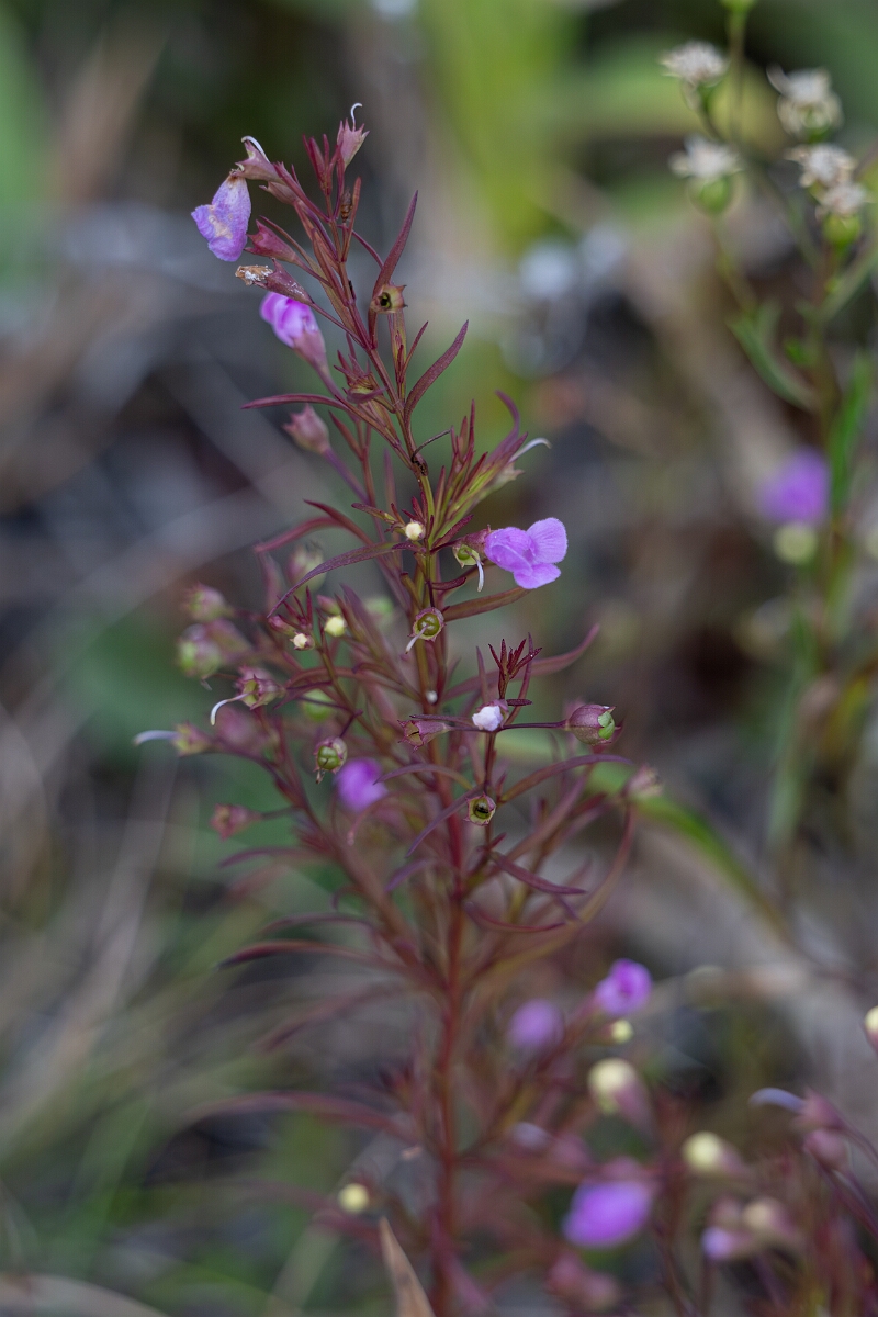 David Plant Photography - Wildlife Photography - Slender false foxglove, Agalinis tenuifolia - C.jpg - Slender false foxglove, Agalinis tenuifolia - Burnt Land Provincial Park, Ontario