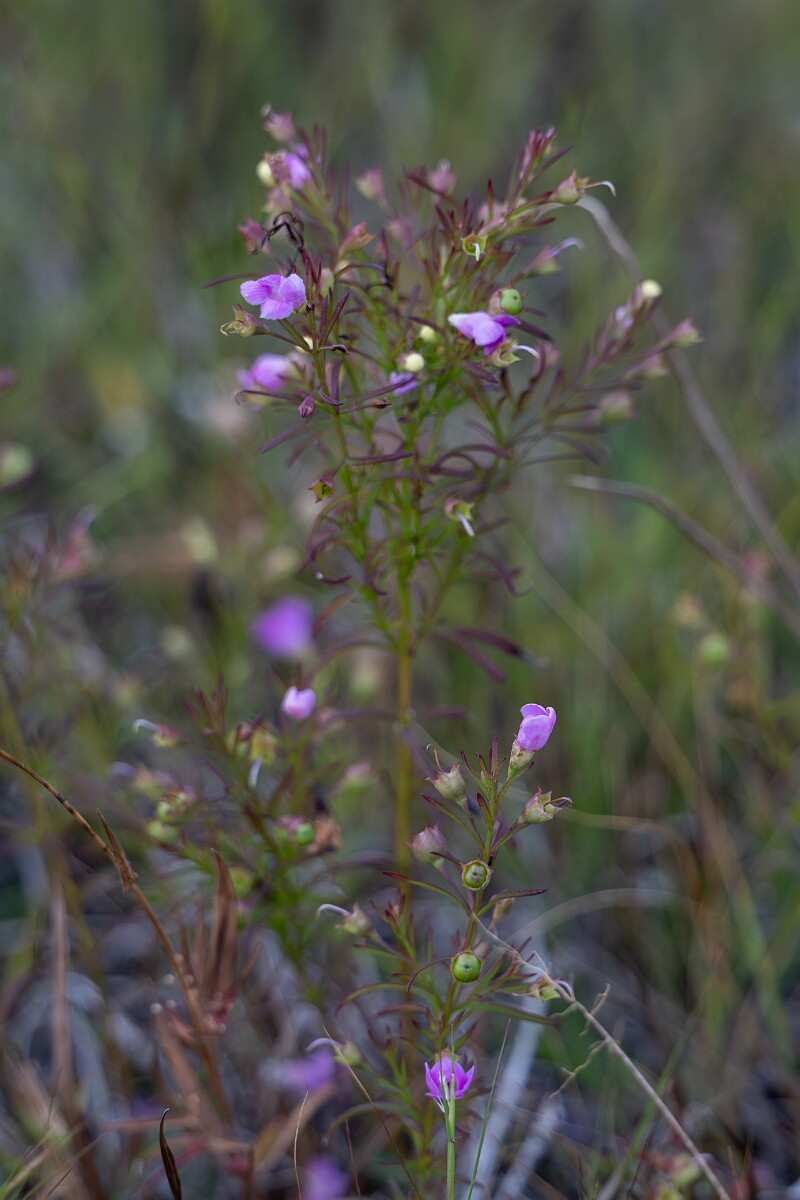 David Plant Photography - Wildlife Photography - Slender false foxglove, Agalinis tenuifolia - D.jpg - Slender false foxglove, Agalinis tenuifolia - Burnt Land Provincial Park, Ontario