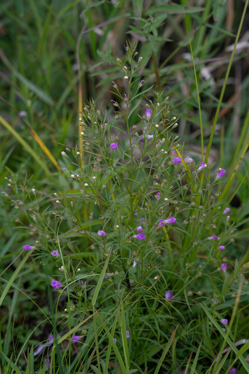 David Plant Photography - Wildlife Photography - Slender false foxglove, Agalinis tenuifolia - E.jpg - Slender false foxglove, Agalinis tenuifolia - Old Almonte Road, Manion Corners, Ontario