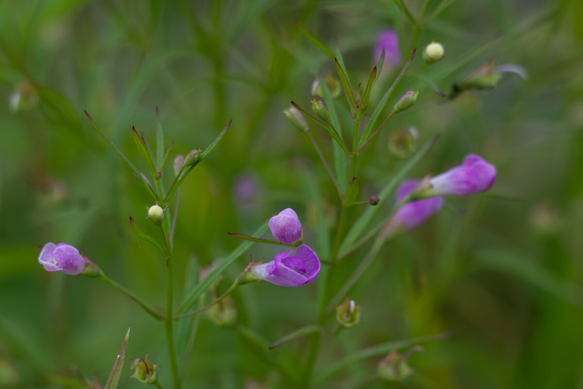 David Plant Photography - Wildlife Photography - Slender false foxglove, Agalinis tenuifolia - F.jpg - Slender false foxglove, Agalinis tenuifolia - Old Almonte Road, Manion Corners, Ontario