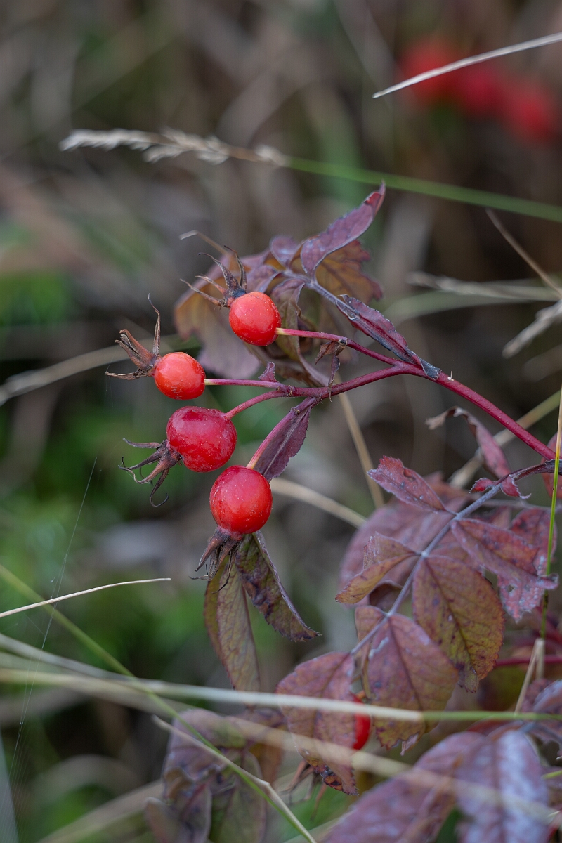 David Plant Photography - Wildlife Photography - Smooth rose, Rosa blanda - A.jpg - Smooth rose, Rosa blanda -Burnt Land Provincial Park, Ontario