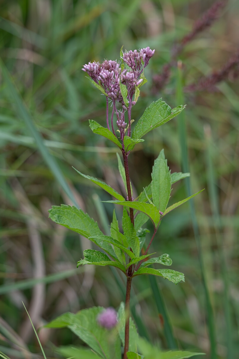 David Plant Photography - Wildlife Photography - Spotted joe-pye weed, Eutrochium maculatum - B.jpg - Spotted joe-pye weed, Eutrochium maculatum - Old Almonte Road, Manion Corners, Ontario