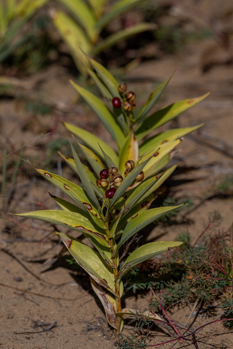 David Plant Photography - Wildlife Photography - Star-flowered lily-of-the-valley, Maianthemum stellatum - A.jpg - Star-flowered lily-of-the-valley, Maianthemum stellatum - Burnt Land Provincial Park, Ontario
