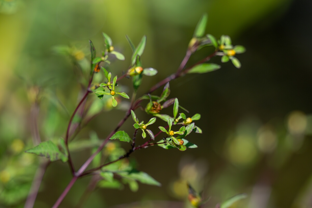 David Plant Photography - Wildlife Photography - Swamp Beggarticks Bidens discoidea - A.jpg - Swamp Beggarticks Bidens discoidea - Long Island, Rideau River, Ontario