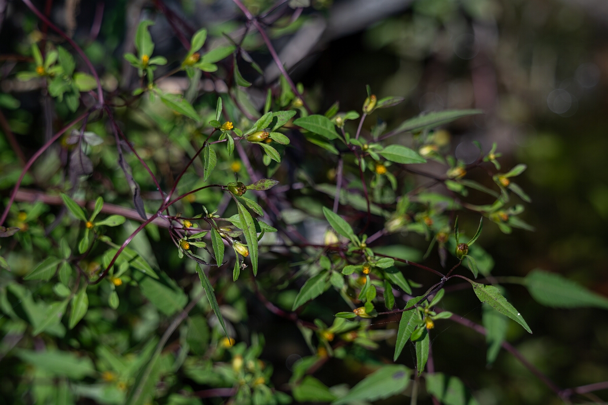 David Plant Photography - Wildlife Photography - Swamp Beggarticks Bidens discoidea - B.jpg - Swamp Beggarticks Bidens discoidea - Long Island, Rideau River, Ontario