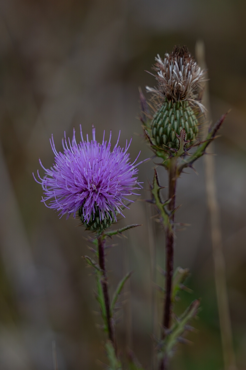 David Plant Photography - Wildlife Photography - Swamp thistle, Cirsium muticum - A.jpg - Swamp thistle, Cirsium muticum - Burnt Land Provincial Park, Ontario