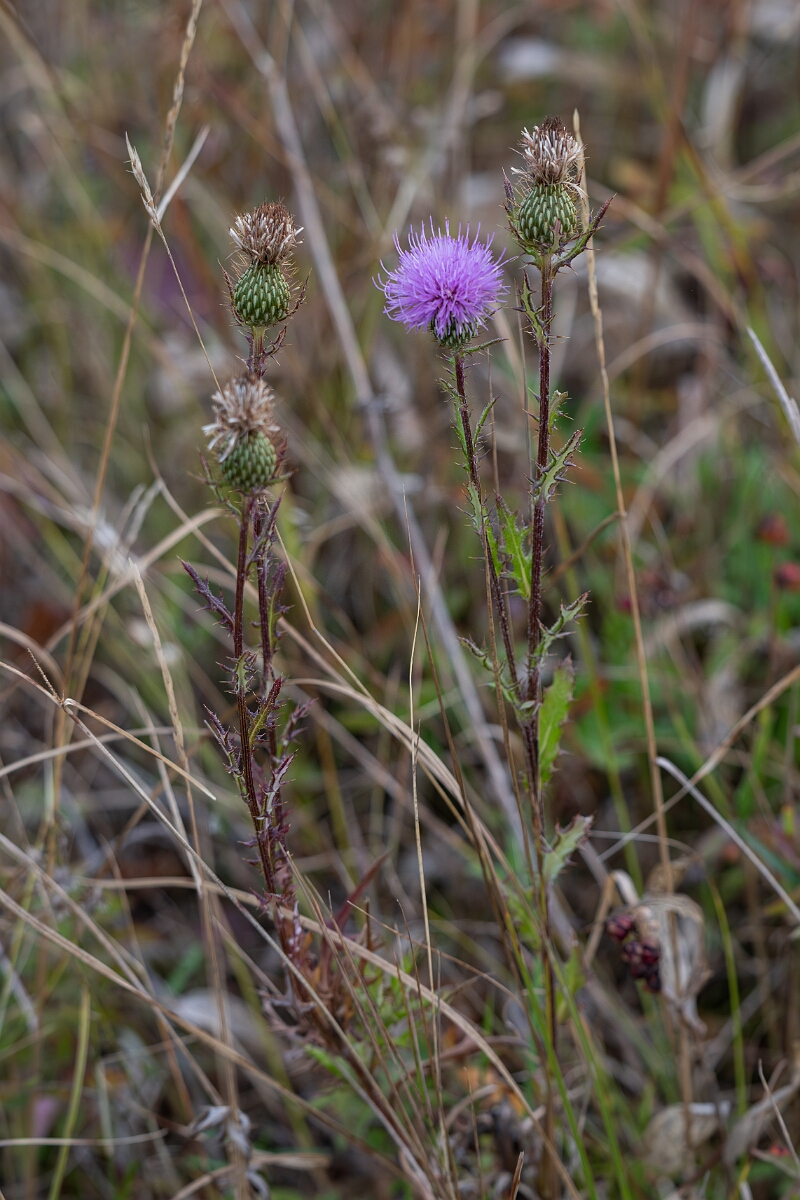 David Plant Photography - Wildlife Photography - Swamp thistle, Cirsium muticum - B.jpg - Swamp thistle, Cirsium muticum - Burnt Land Provincial Park, Ontario