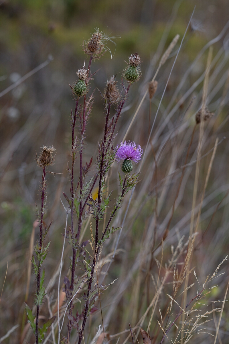 David Plant Photography - Wildlife Photography - Swamp thistle, Cirsium muticum - C.jpg - Swamp thistle, Cirsium muticum - Burnt Land Provincial Park, Ontario