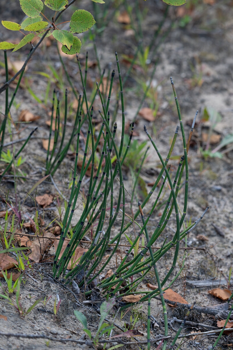 David Plant Photography - Wildlife Photography - Variegated horsetail, Equisetum variegatum - A.jpg - Variegated horsetail, Equisetum variegatum - Bruce Pit, Stony Swamp, Ontario