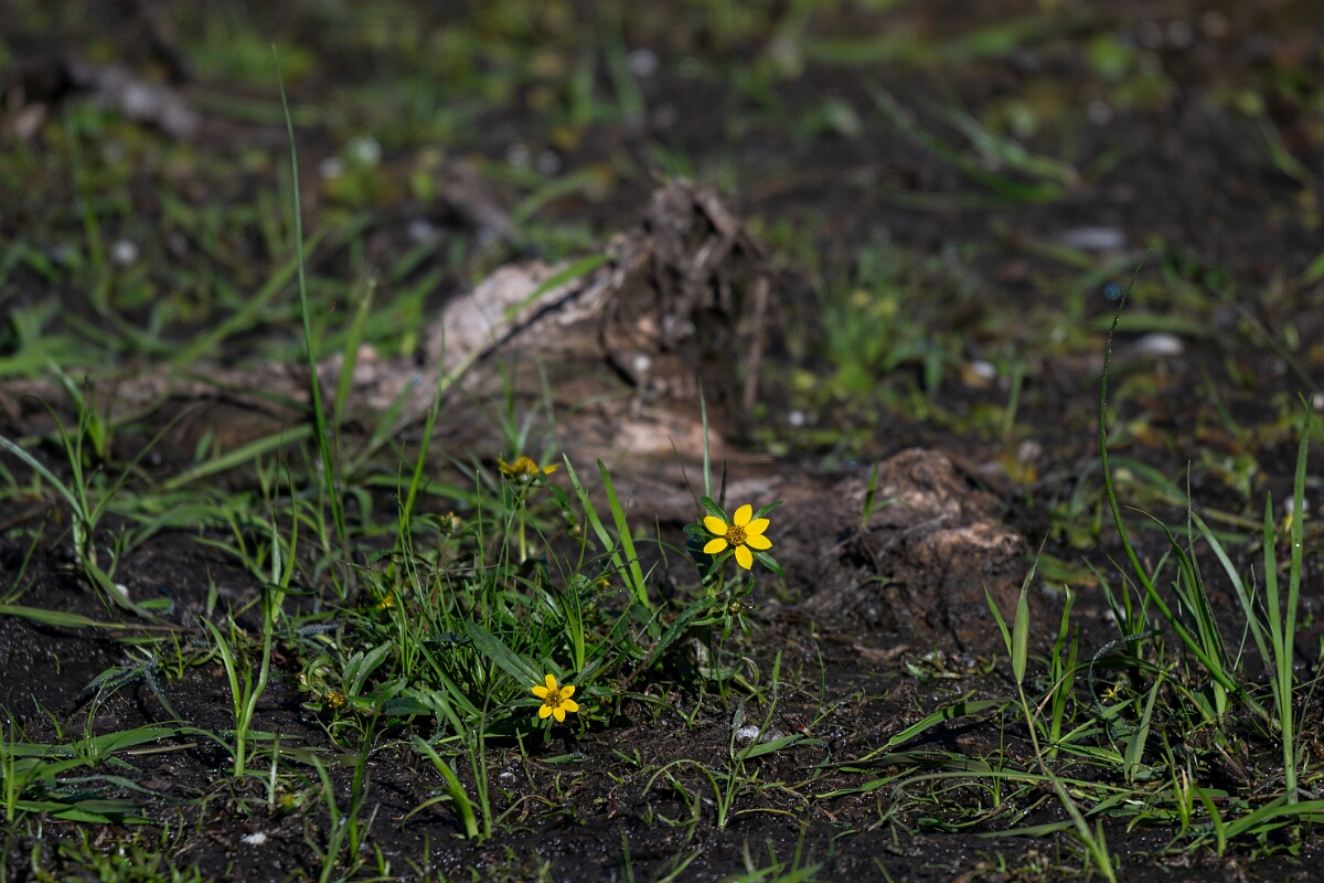 David Plant Photography - Wildlife Photography - Water marigold, Bidens beckii - B.jpg - Water marigold, Bidens beckii - Sarsaparilla trail, Stony Swamp, Ontario