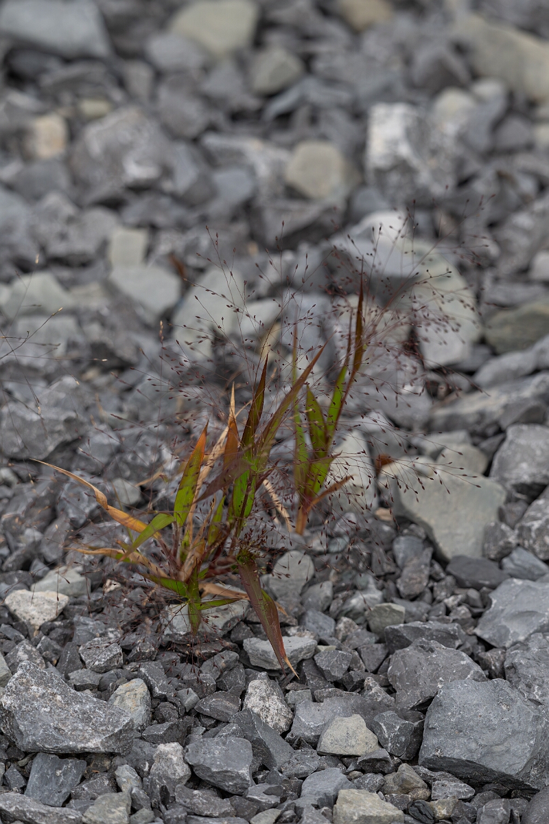 David Plant Photography - Wildlife Photography - Witch grass, Panicum capillare - A.jpg - Witch grass, Panicum capillare - Old Almonte Road, Manion Corners, Ontario