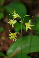 David Plant Photography - Wildlife Photographer - Bluebead lily - A