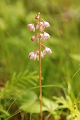 David Plant Photography - Wildlife Photographer - Bog wintergreen - A
