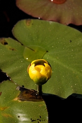 David Plant Photography - Wildlife Photographer - Bullhead lily - A