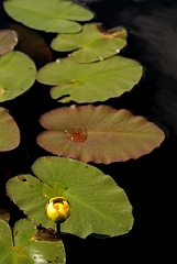 David Plant Photography - Wildlife Photographer - Bullhead lily - B