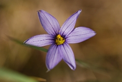 David Plant Photography - Wildlife Photographer - Common blue eyed-grass - B
