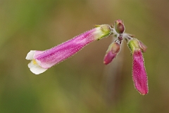 David Plant Photography - Wildlife Photographer - Hairy beardtongue - A