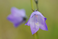 David Plant Photography - Wildlife Photographer - Harebell - A
