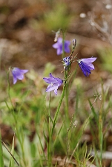 David Plant Photography - Wildlife Photographer - Harebell - B