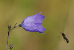 David Plant Photography - Wildlife Photographer - Harebell - C