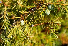 David Plant Photography - Wildlife Photographer - Juniper - A