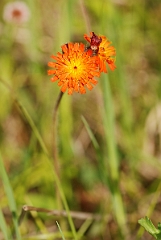David Plant Photography - Wildlife Photographer - Orange hawkweed - A