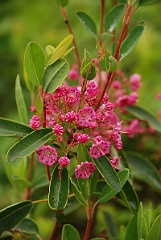 David Plant Photography - Wildlife Photographer - Sheep's laurel - A