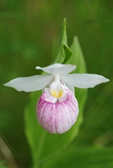 David Plant Photography - Wildlife Photographer - Showy lady's slipper - A