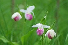 David Plant Photography - Wildlife Photographer - Showy lady's slipper - B