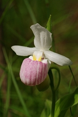 David Plant Photography - Wildlife Photographer - Showy lady's slipper - C