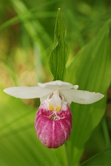 David Plant Photography - Wildlife Photographer - Showy lady's slipper - D