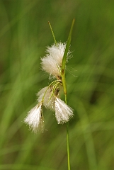 David Plant Photography - Wildlife Photographer - Slender cotton-grass - A