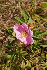 David Plant Photography - Wildlife Photographer - Smooth rose - A