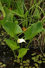 David Plant Photography - Wildlife Photographer - Water arum - A