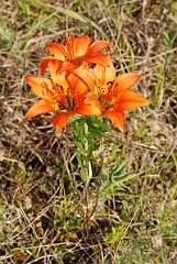 David Plant Photography - Wildlife Photographer - Wood lily - A