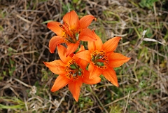 David Plant Photography - Wildlife Photographer - Wood lily - B