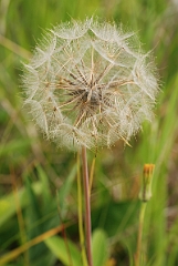 David Plant Photography - Wildlife Photographer - Yellow goatsbeard - A